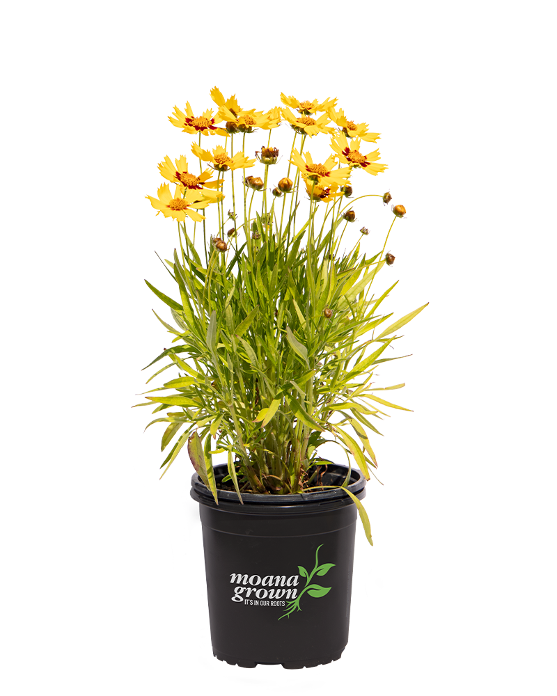 Sunkiss Tickseed #1<br><i>Coreopsis grandiflora SunKiss</br></i>