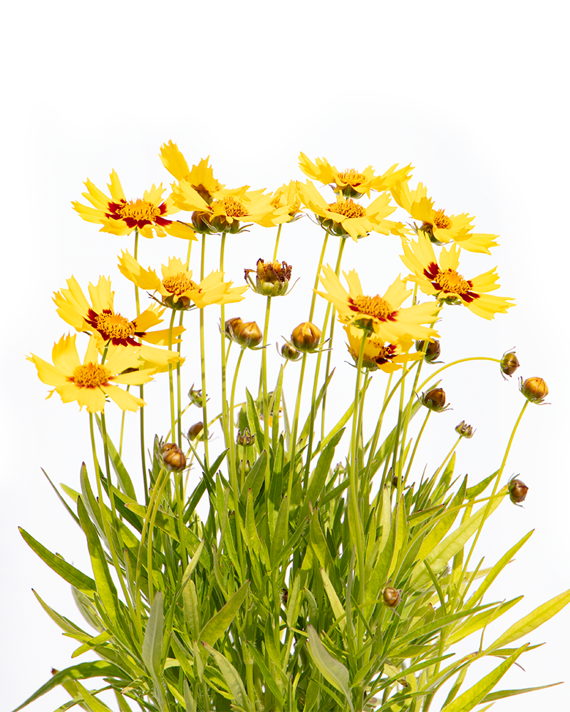 Sunkiss Tickseed #1<br><i>Coreopsis grandiflora SunKiss</br></i>
