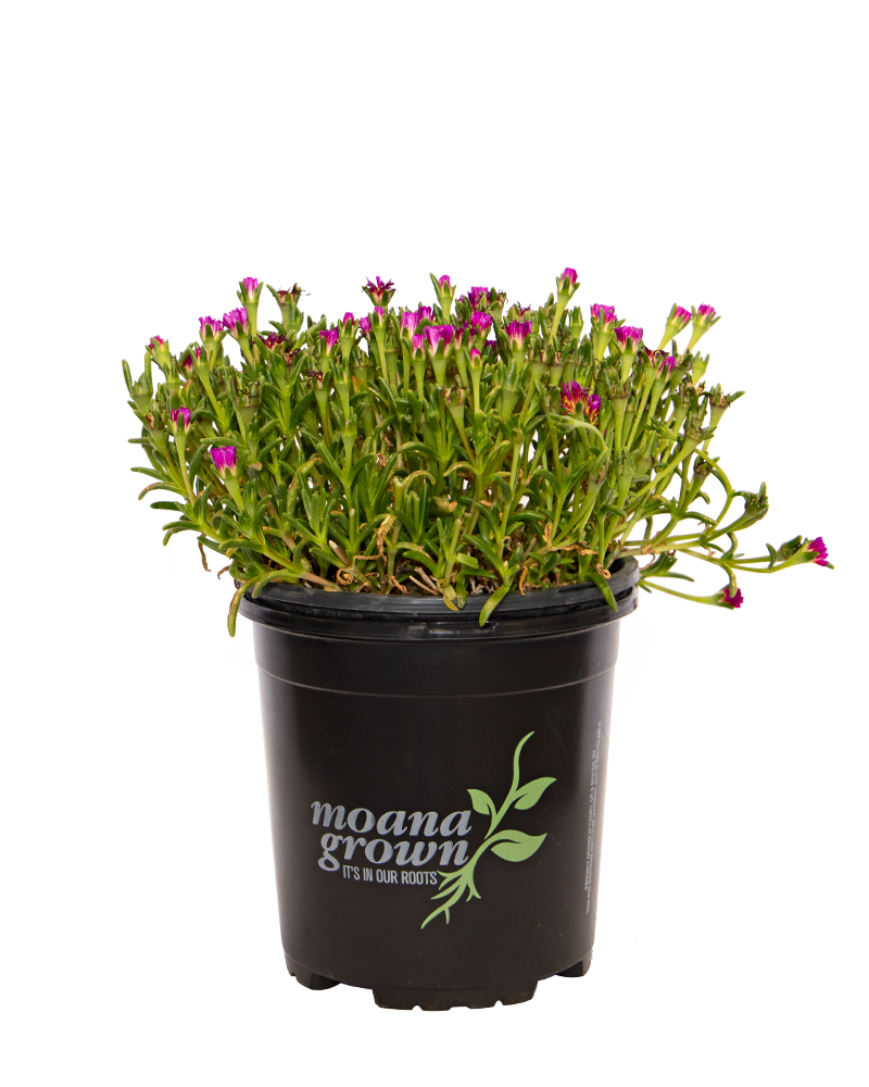 Wheels of Wonder Hot Pink Wonder Ice Plant #1<br><i>Delosperma WOWDRY1</br></i>