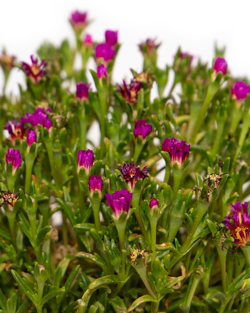 Wheels of Wonder Hot Pink Wonder Ice Plant #1<br><i>Delosperma WOWDRY1</br></i>