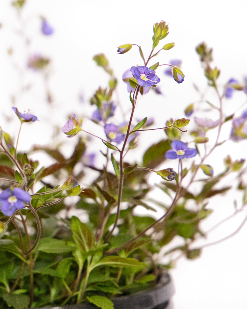 Georgia Blue Speedwell #1<br><i>Veronica peduncularis \'Georgia Blue\'</br></i>