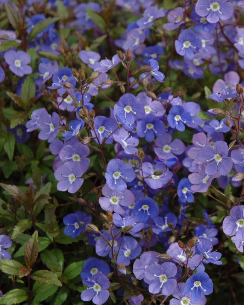 Georgia Blue Speedwell #1<br><i>Veronica peduncularis \'Georgia Blue\'</br></i>