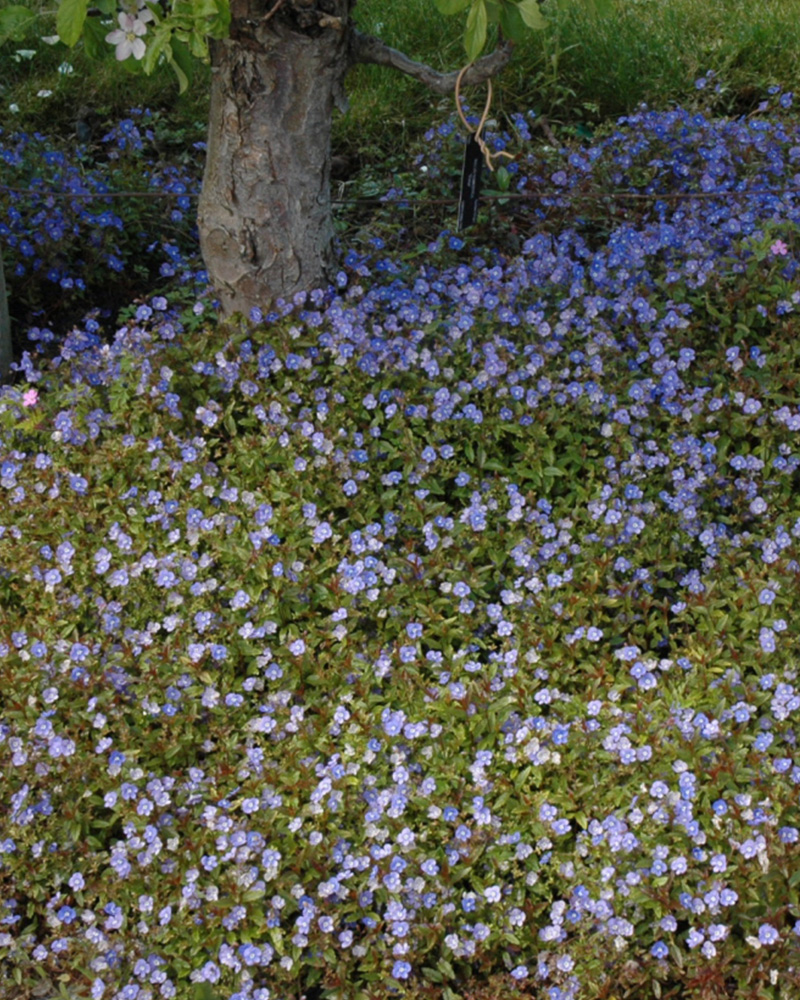 Georgia Blue Speedwell #1<br><i>Veronica peduncularis \'Georgia Blue\'</br></i>