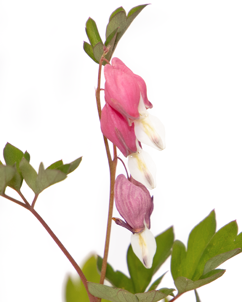 Common Bleeding Heart #1<br><i>Dicentra spectabilis</br></i>