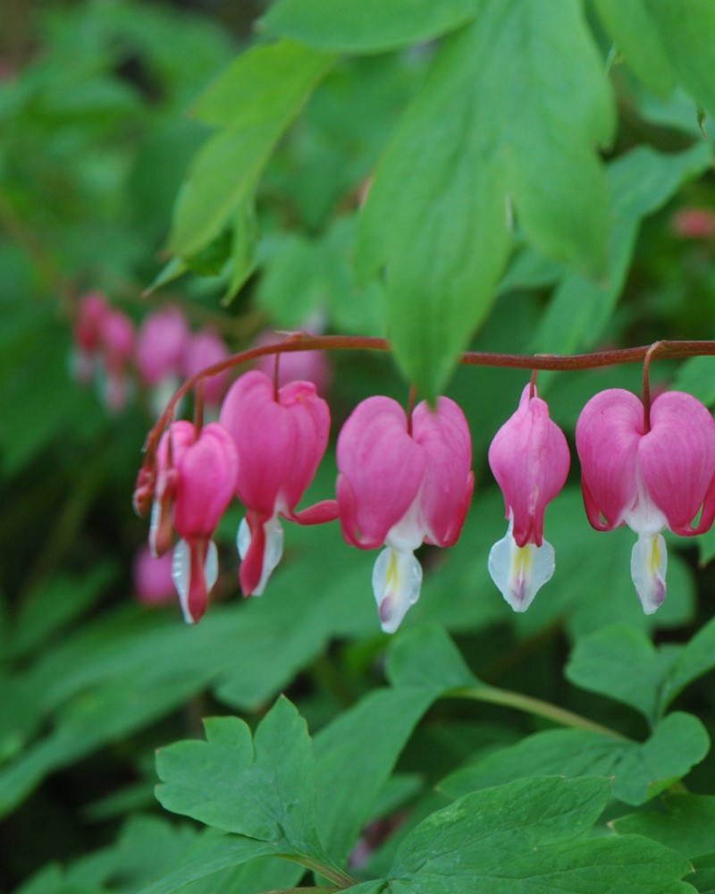 Common Bleeding Heart #1<br><i>Dicentra spectabilis</br></i>