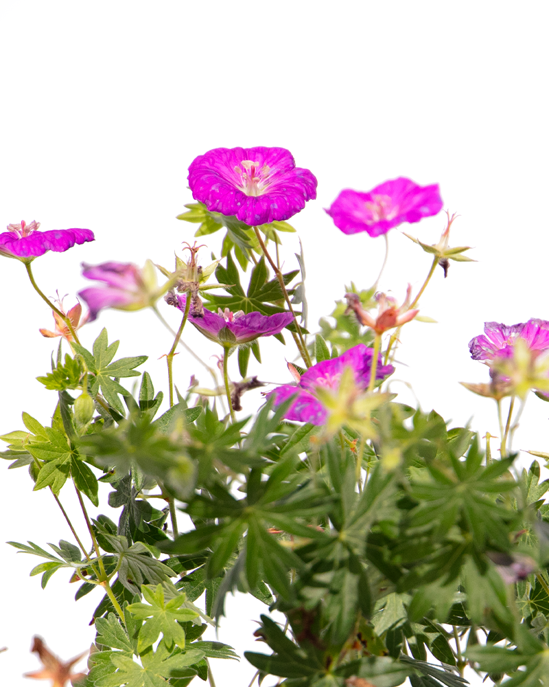 New Hampshire Purple Cranesbill #1<br><i>Geranium sanguineum New Hampshire Purple</br></i>