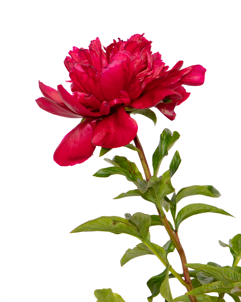 Many Happy Returns Peony #3<br><i>Paeonia \'Many Happy Returns\'</br></i>