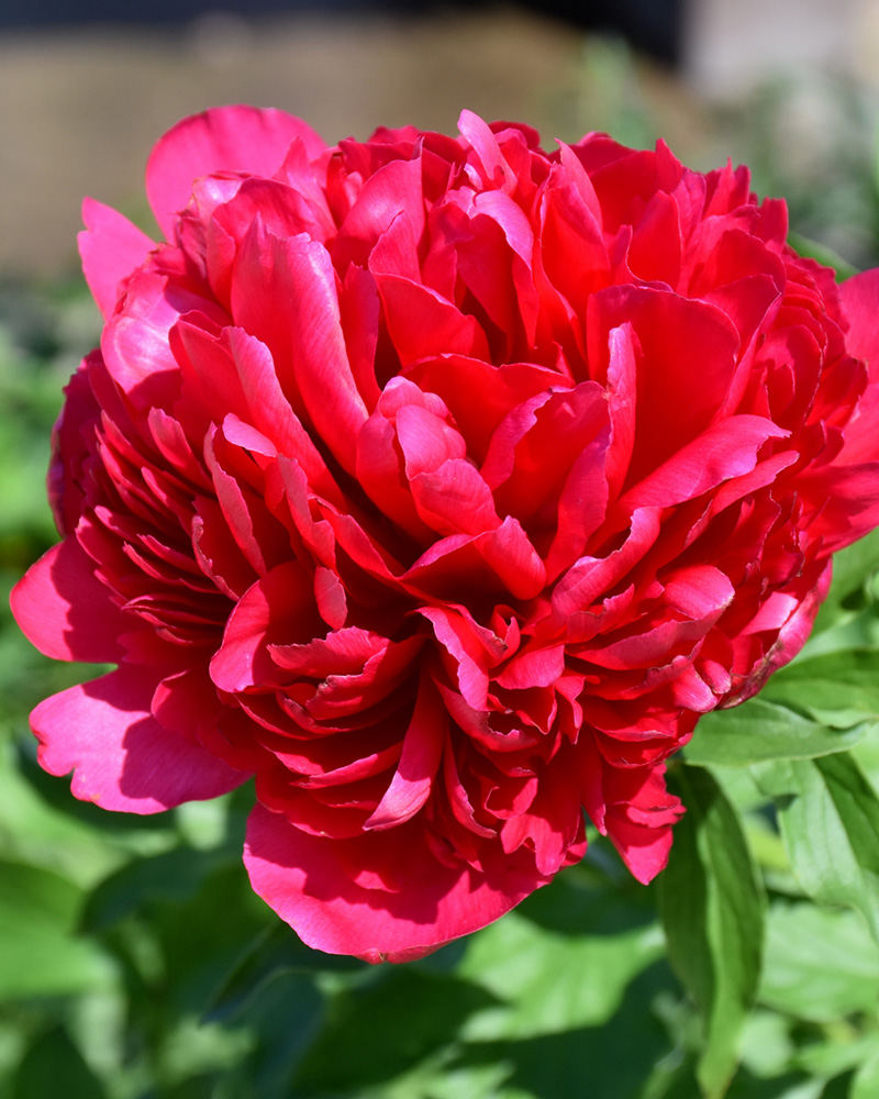 Many Happy Returns Peony #3<br><i>Paeonia \'Many Happy Returns\'</br></i>