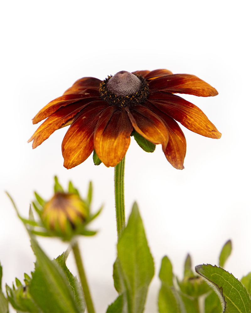 Autumn Colors Coneflower #1<br><i>Rudbeckia hirta Autumn Colors</br></i>