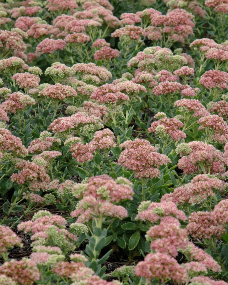 Autumn Joy Stonecrop #1<br><i>Sedum \'Autumn Joy\'</br></i>