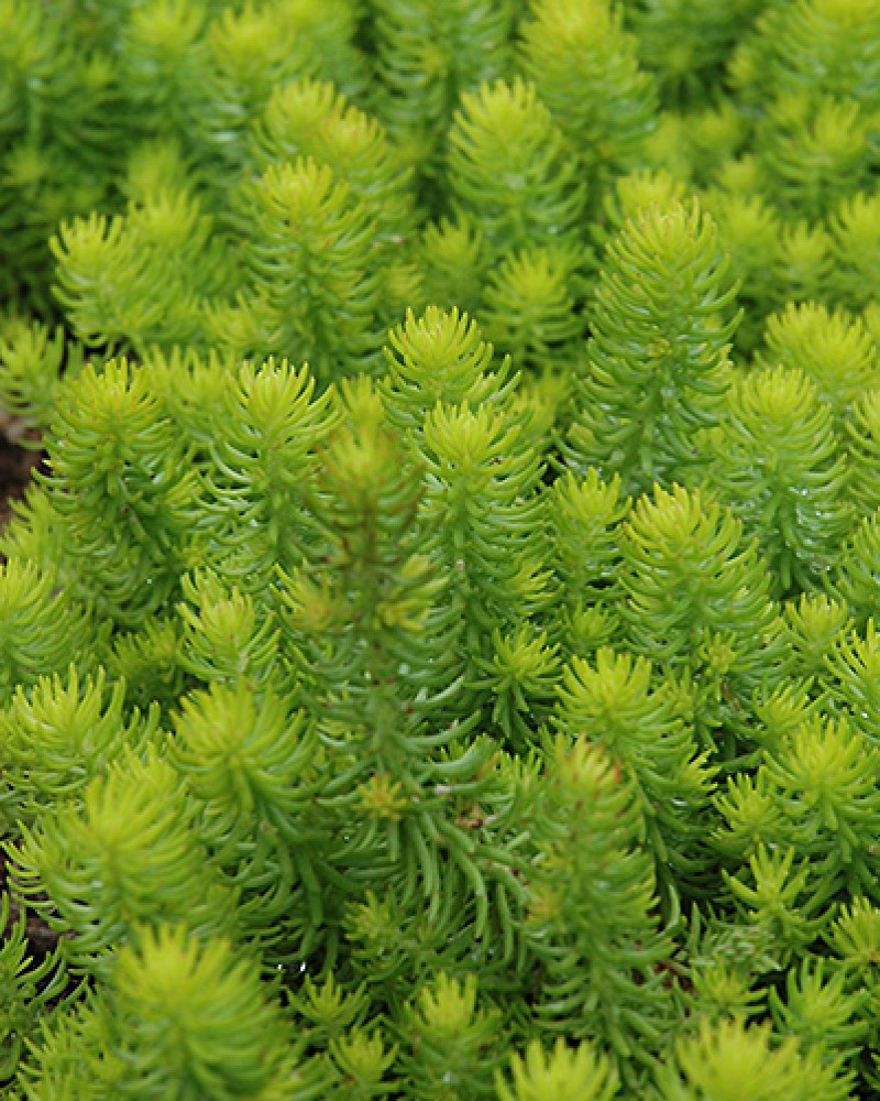 Angelina Stonecrop #1<br><i>Sedum rupestre Angelina</br></i>