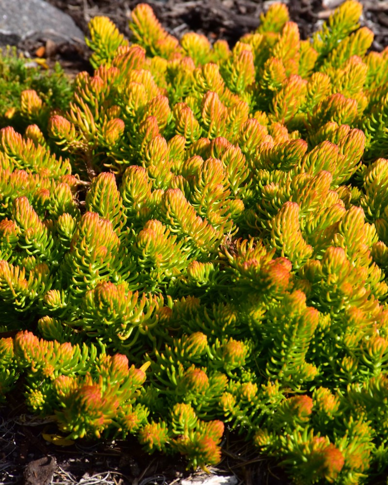 Angelina Stonecrop #1<br><i>Sedum rupestre Angelina</br></i>