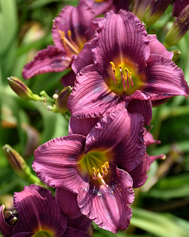 Little Grapette Daylily #1<br><i>Hemerocallis 'Little Grapette'</br></i>