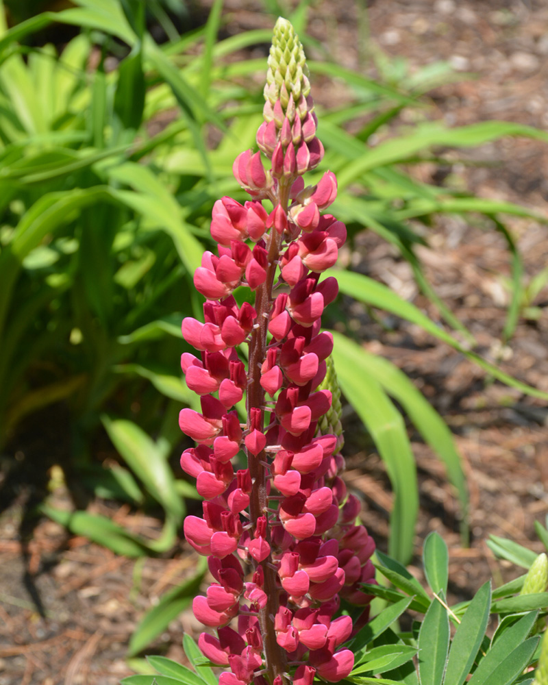 Mini Gallery Red Lupine #1<br><i>Lupinus 'Mini Gallery Red'</br></i>