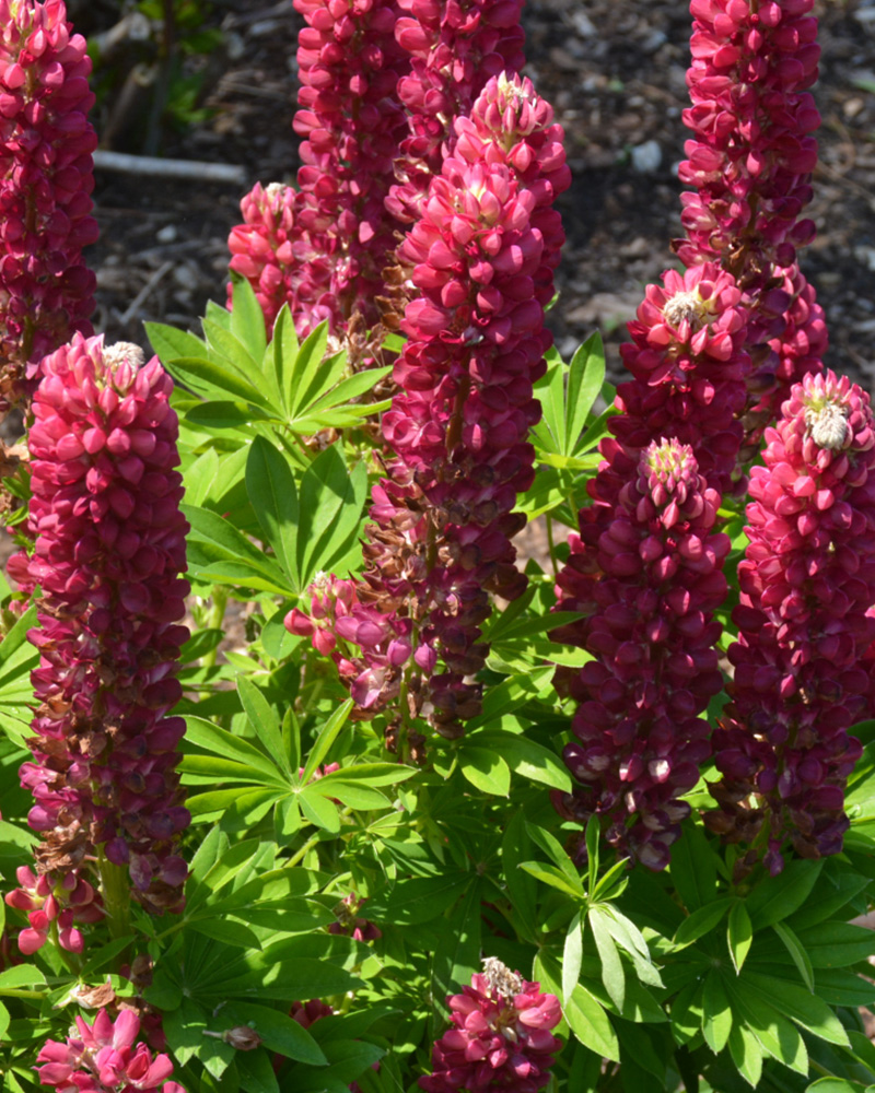 Mini Gallery Red Lupine #1<br><i>Lupinus \'Mini Gallery Red\'</br></i>