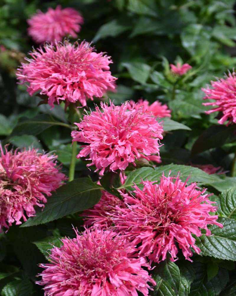 Bubblegum Blast Beebalm #1<br><i>Monarda 'Bubblegum Blast'</br></i>