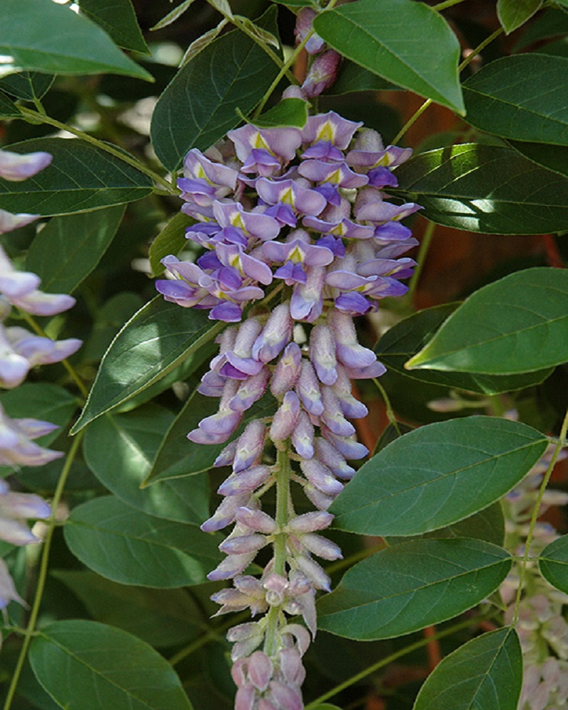 Summer Cascade Wisteria #2<br><i>Wisteria macrostachya 'Betty Matthews'</br></i>