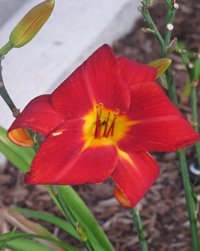 Autumn Red Daylily #1<br><i>Hemerocallis 'Autumn Red'</br></i>