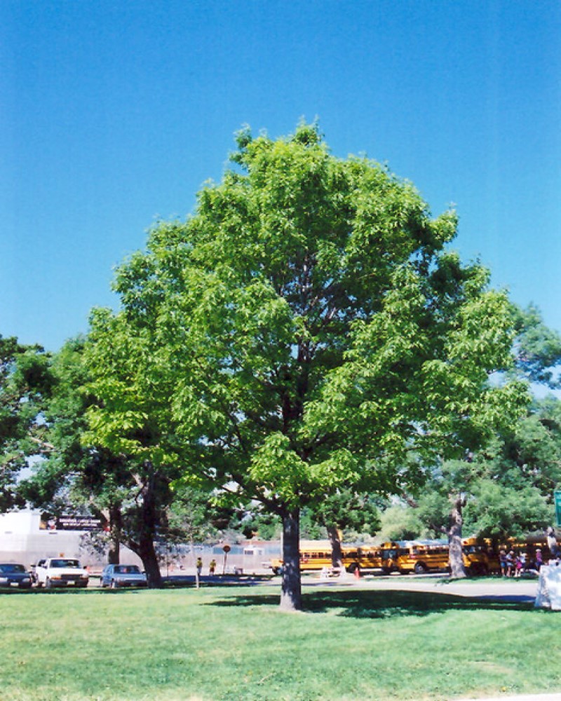 Red Oak #7<br><i>Quercus rubra</br></i>