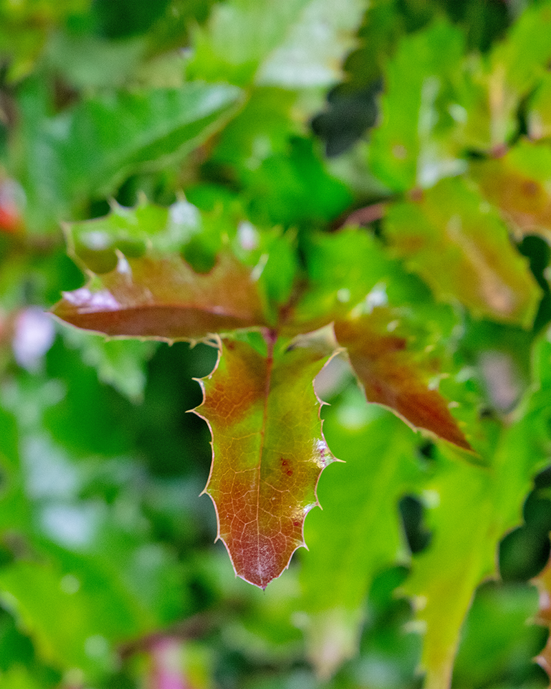 Oregon Grape #3<br><i>Mahonia aquifolium</br></i>