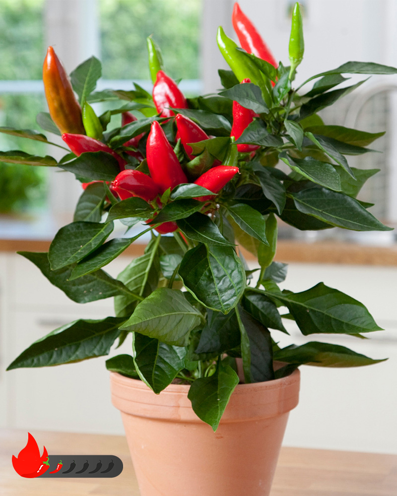 Kitchen Minis Hot Burrito Edible Potted Pepper<br><i>Capsicum annuum 'Hot Burrito'</br></i>