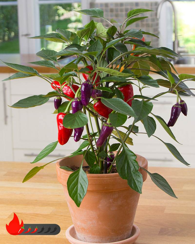 Kitchen Minis� Cosmo Edible Potted Pepper<br><i>Capsicum annuum 'Cosmo'</br></i>