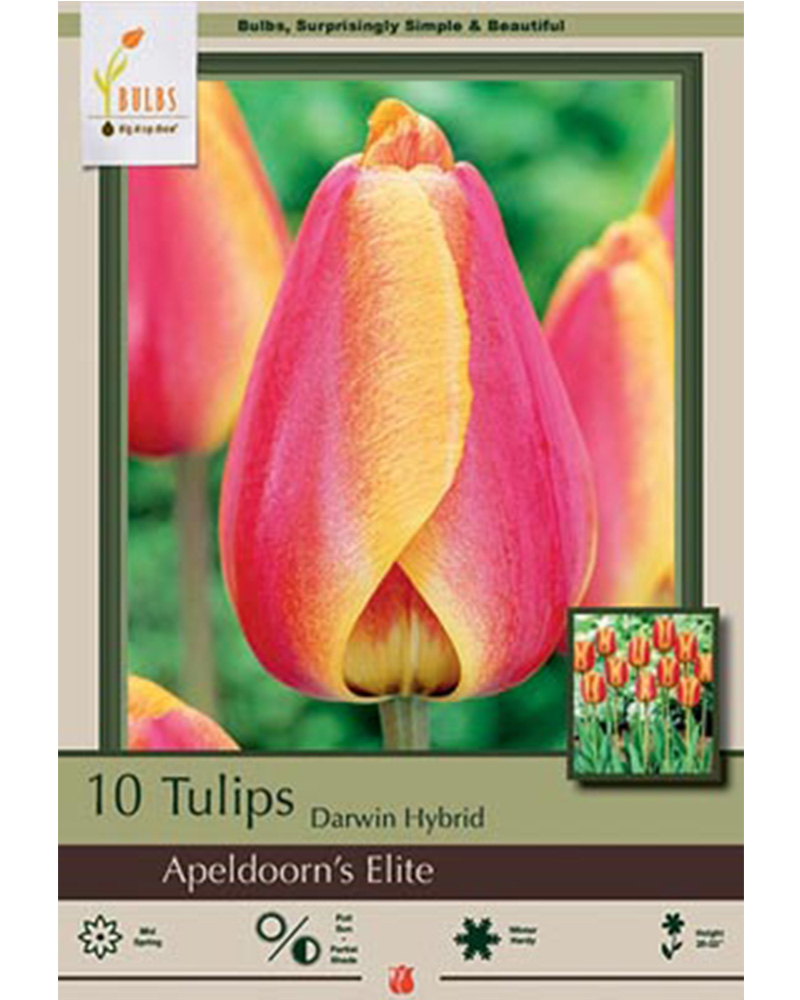 Tulip Apeldoorn's Elite
