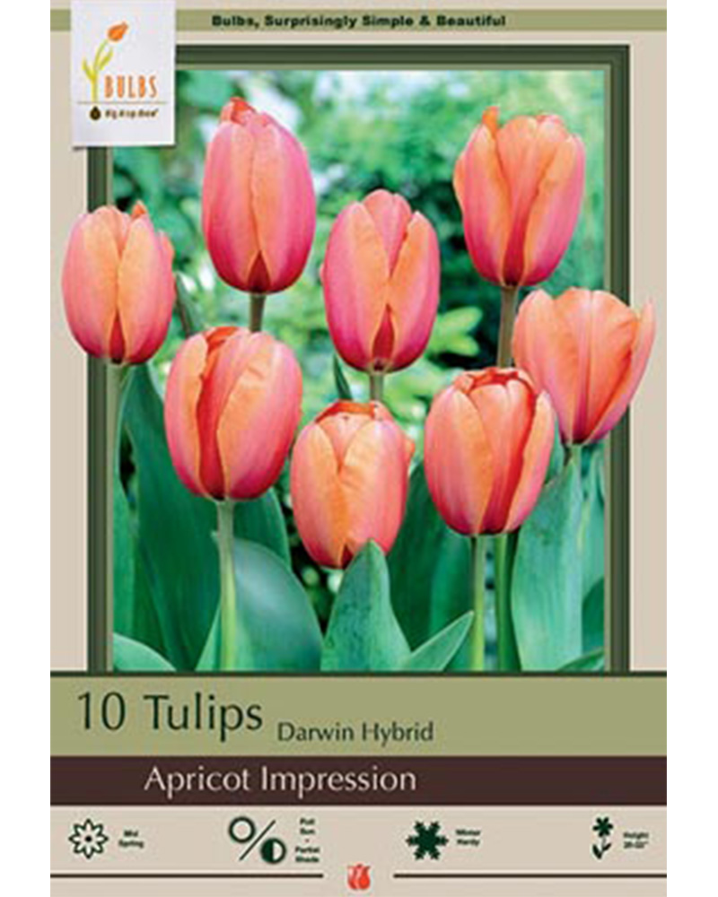 Tulip Apricot Impression
