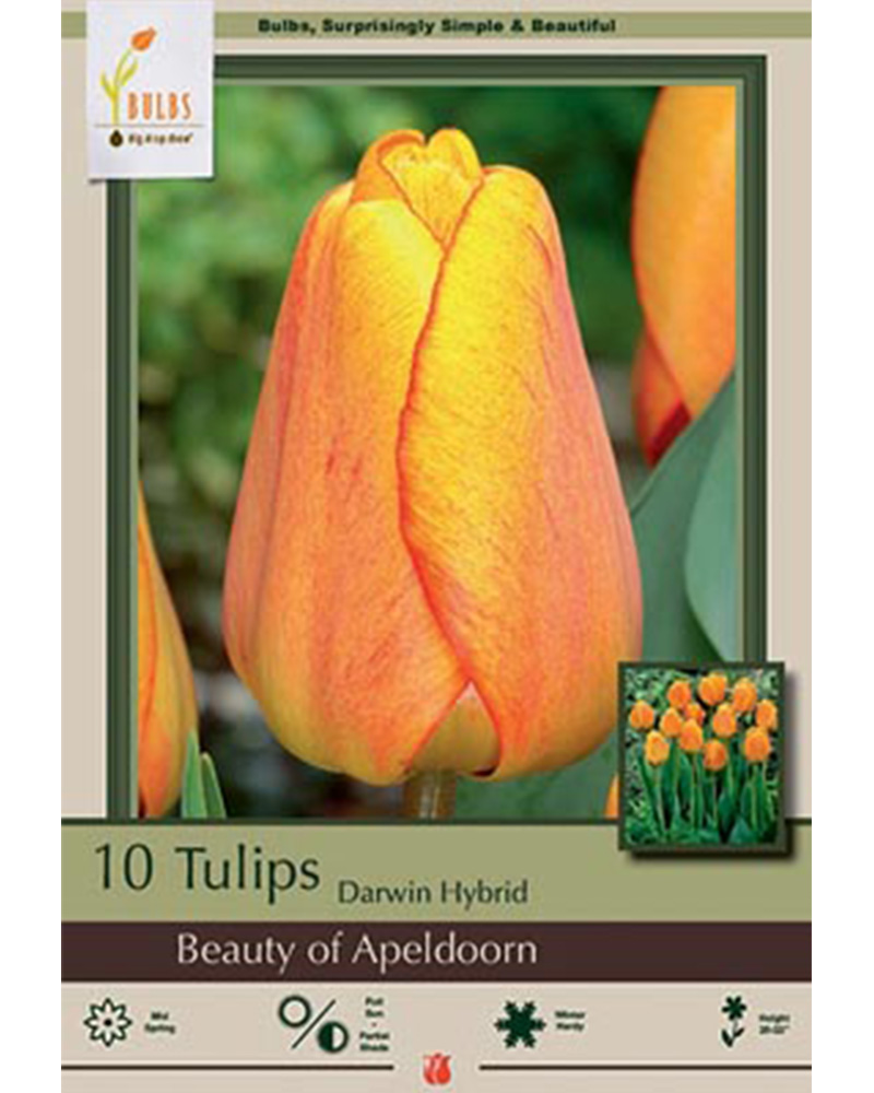 Tulip Beauty of Apeldoorn