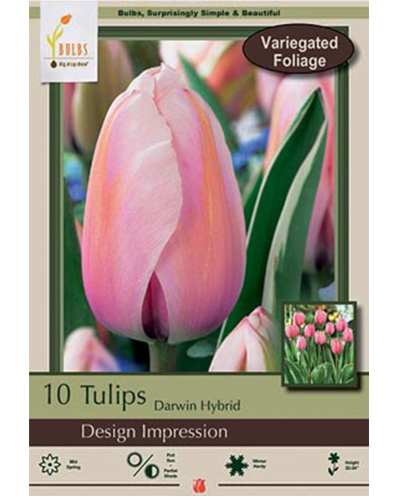 Tulip Design Impression