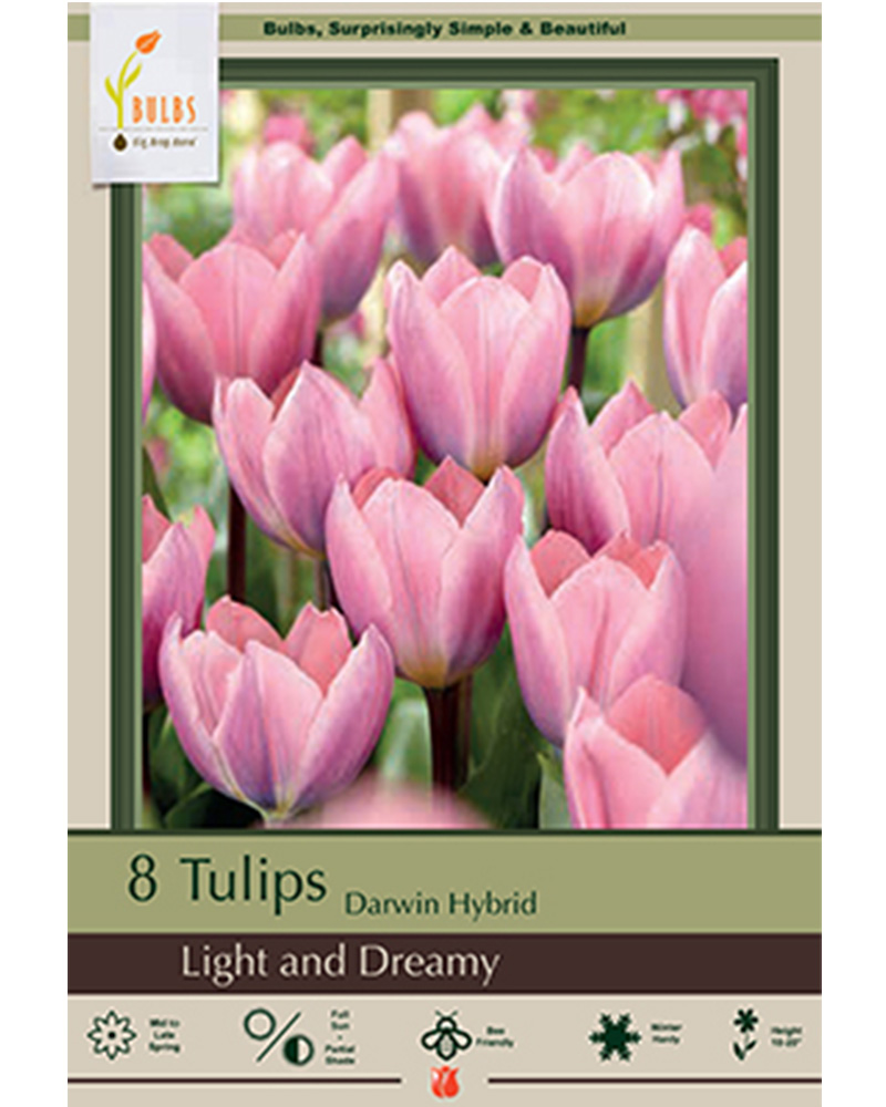 Tulip Light & Dreamy