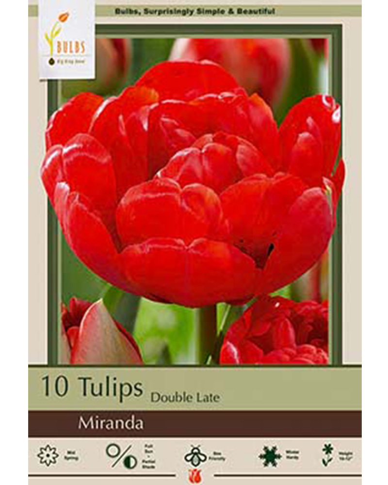 Tulip Miranda