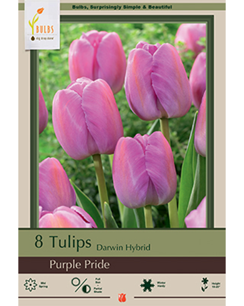 Tulip Purple Pride