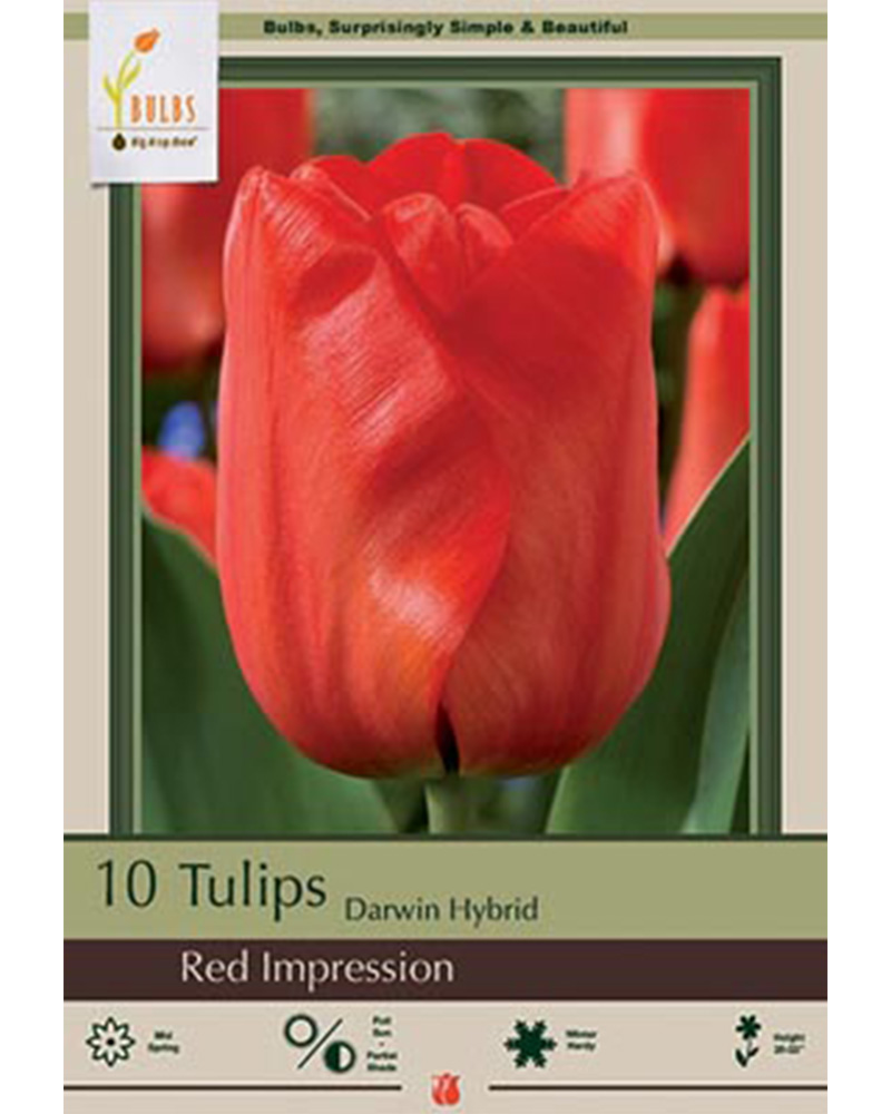 Tulip Red Impression