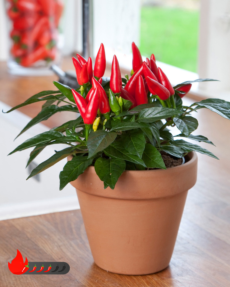 Kitchen Minis Taquito Edible Potted Pepper<br><i>Capsicum annuum 'Taquito'</br></i>