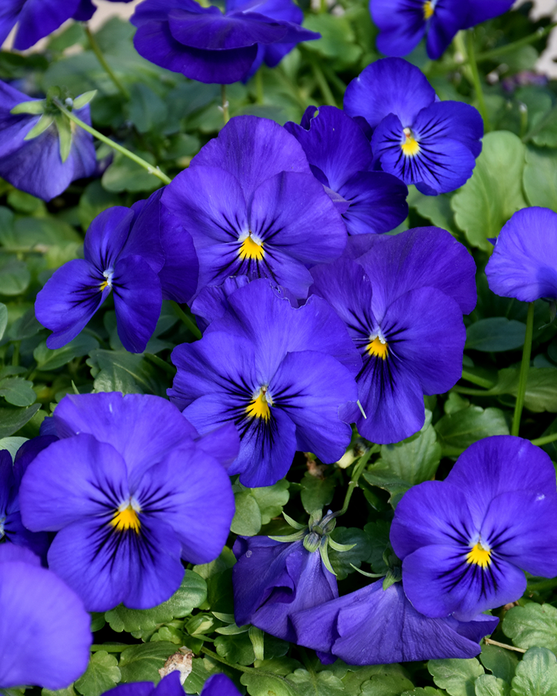 Pansy Cool Wave Blue 6 Pack