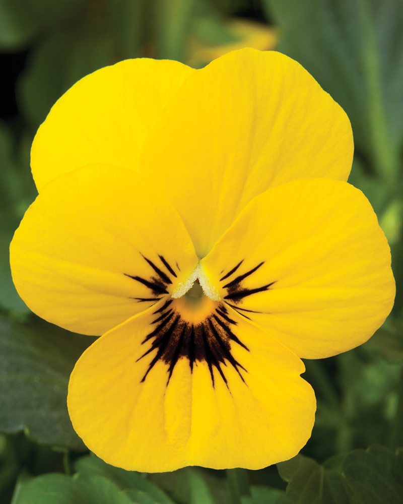 Viola Penny Yellow Blotch 6 Pack