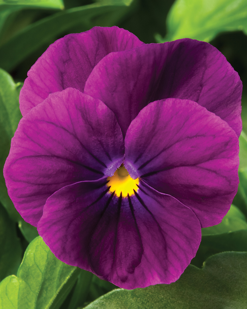 Viola Penny Violet 6 Pack