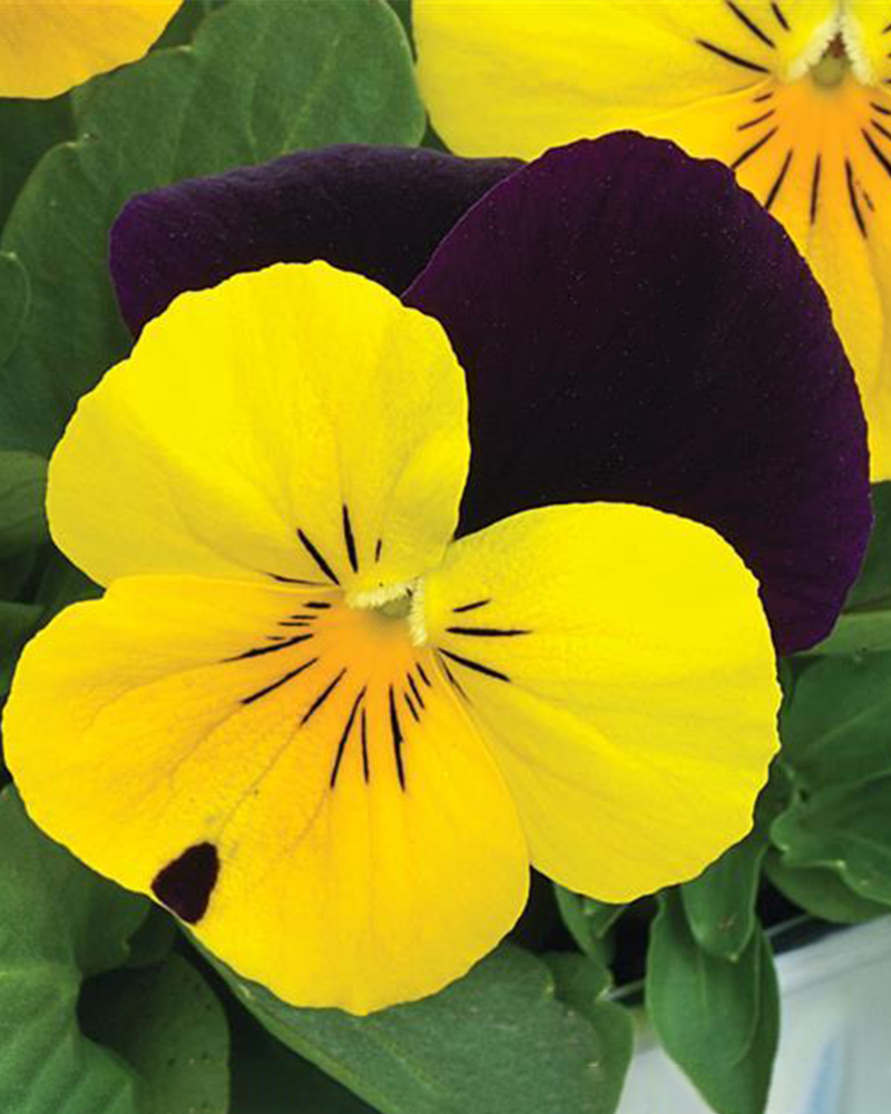 Viola Penny Yellow Jump-Up 6 Pack