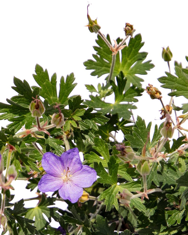  Johnson\'s Blue Cranesbill #1<br><i>Geranium Johnson\'s Blue</br></i>