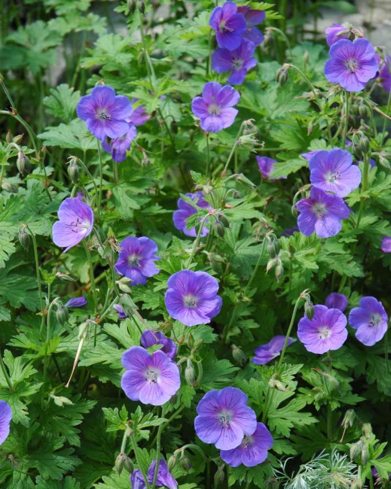  Johnson\'s Blue Cranesbill #1<br><i>Geranium Johnson\'s Blue</br></i>