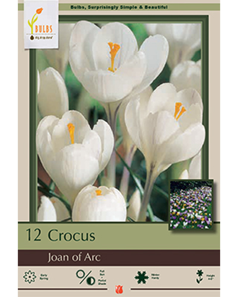 Crocus Joan of Arc