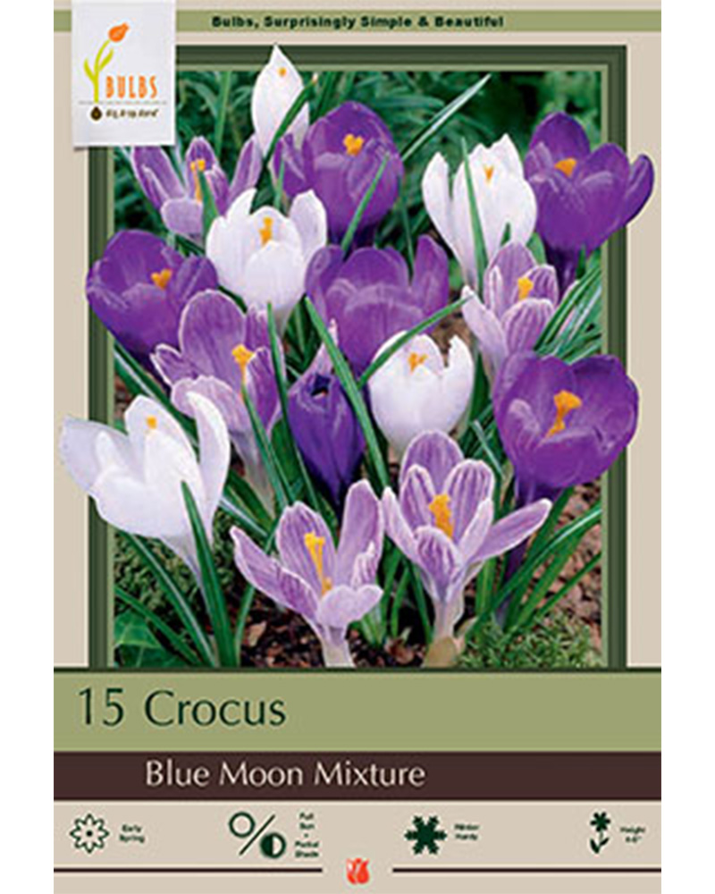 Crocus Blue Moon Mixture