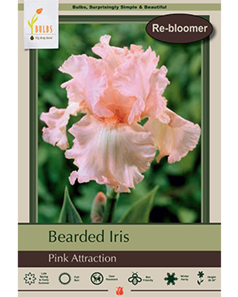 Iris Pink Attraction