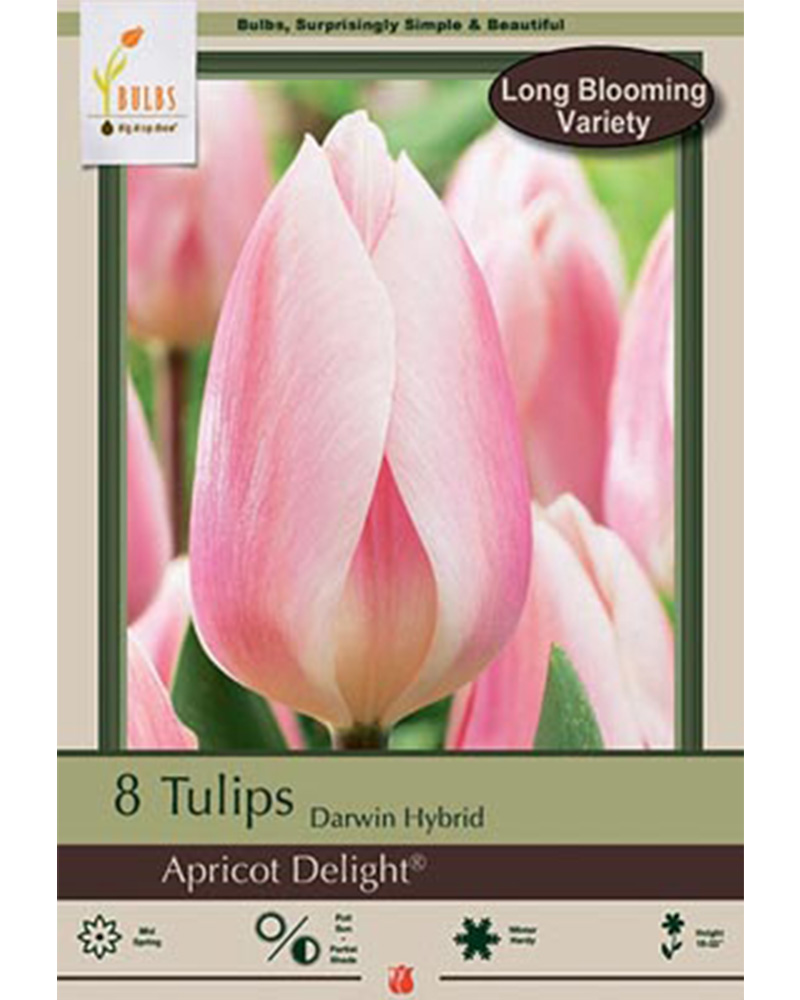 Tulip Apricot Delight