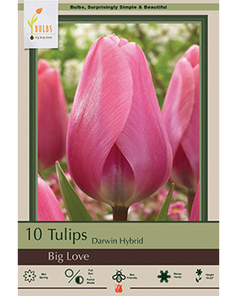 Tulip Big Love