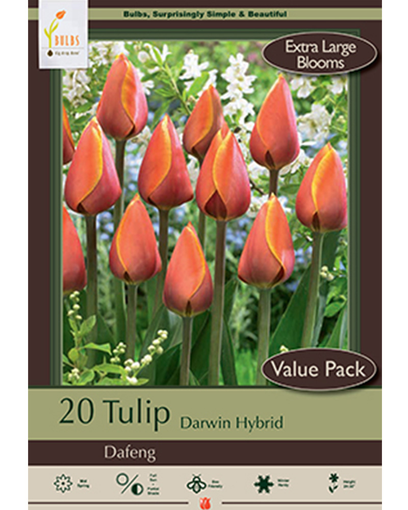 Tulip Dafeng