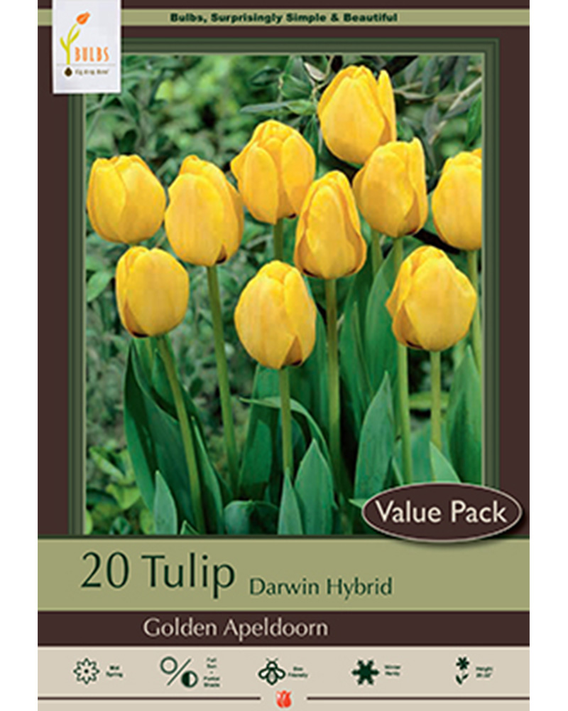 Tulip Golden Apeldoorn