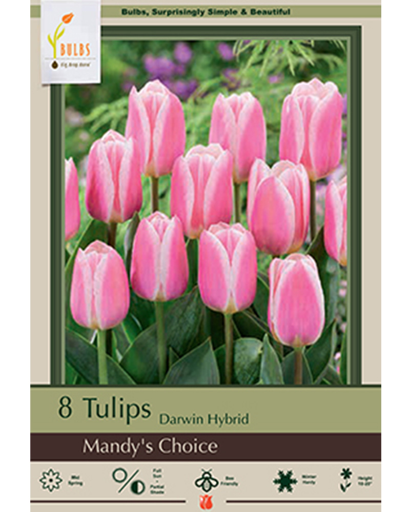 Tulip Mandy's Choice