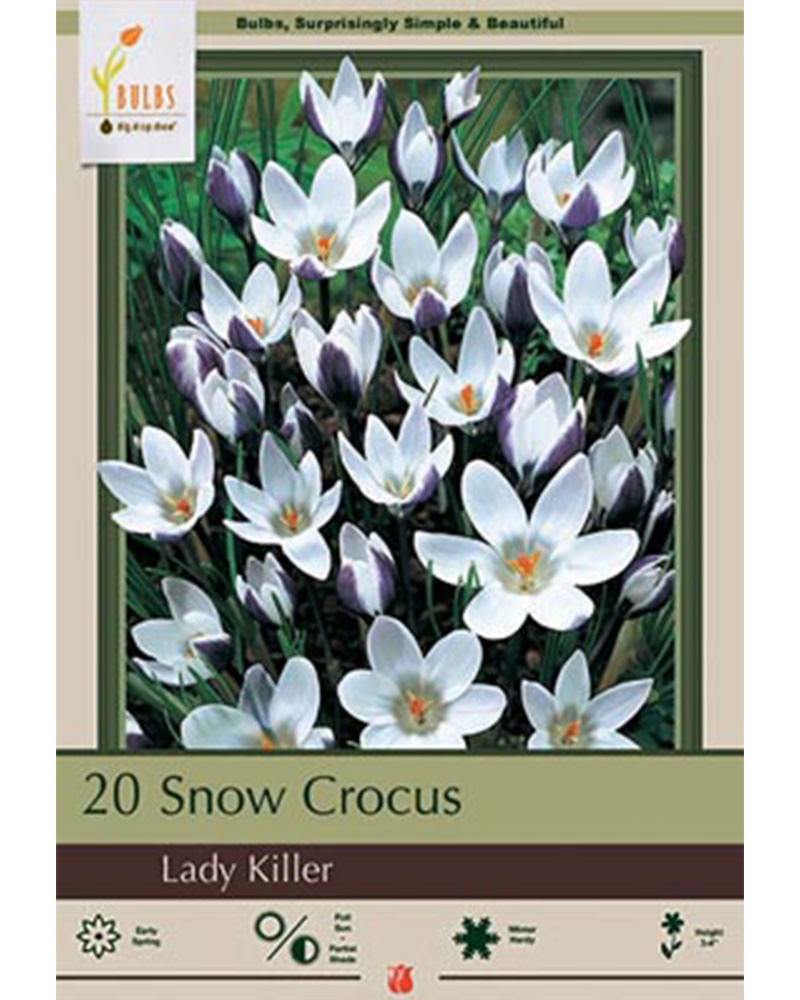 Crocus Lady Killer